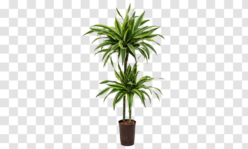Dracaena Fragrans Reflexa Var. Angustifolia Houseplant Dragon Tree Palm Trees - Arecales - Plants Transparent PNG