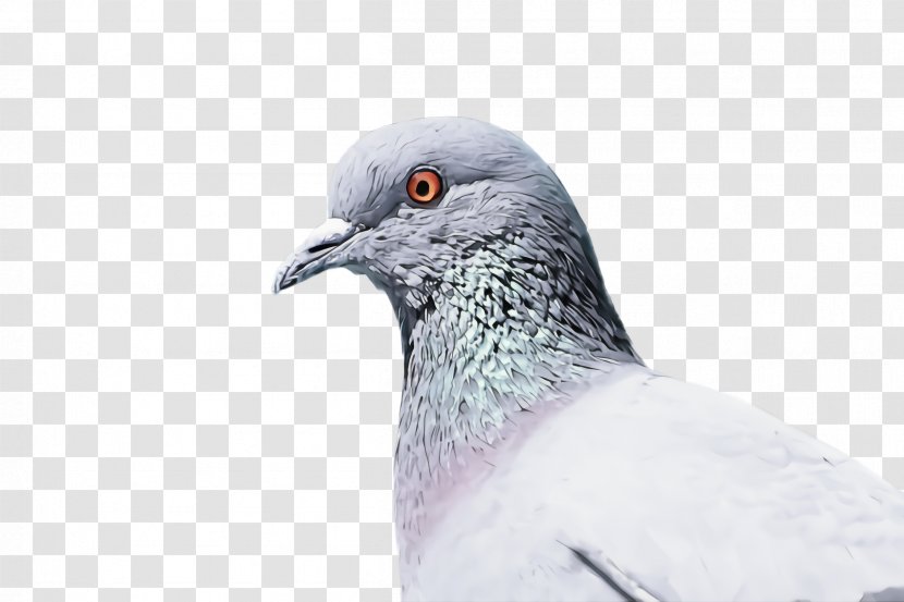 Feather - Rock Dove - Beak Transparent PNG