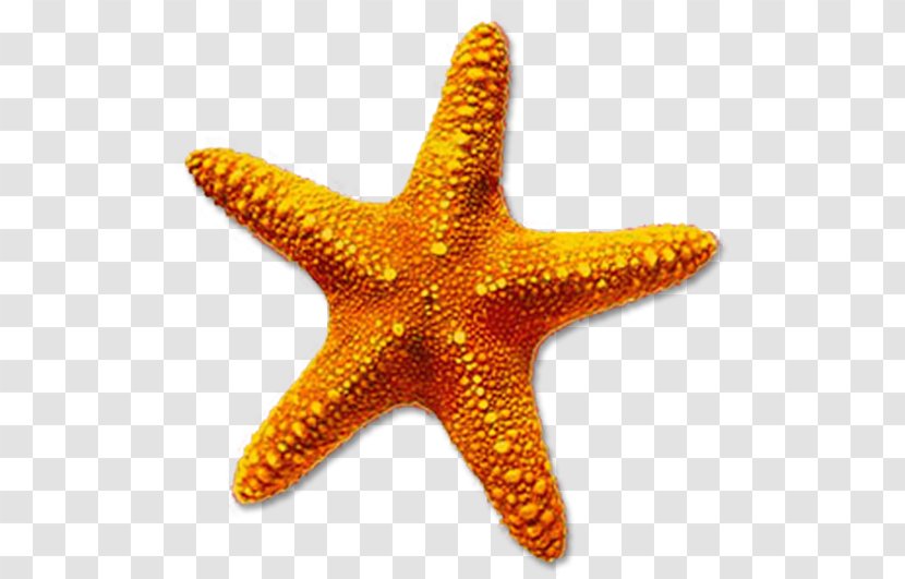 Starfish Desktop Wallpaper Clip Art - Echinoderm - Nature Sea Animals Star Transparent PNG