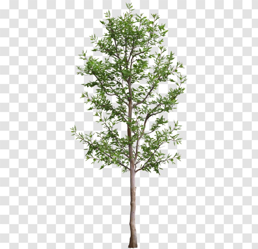 Architectural Rendering Tree - Branch - Fei Xu Transparent PNG