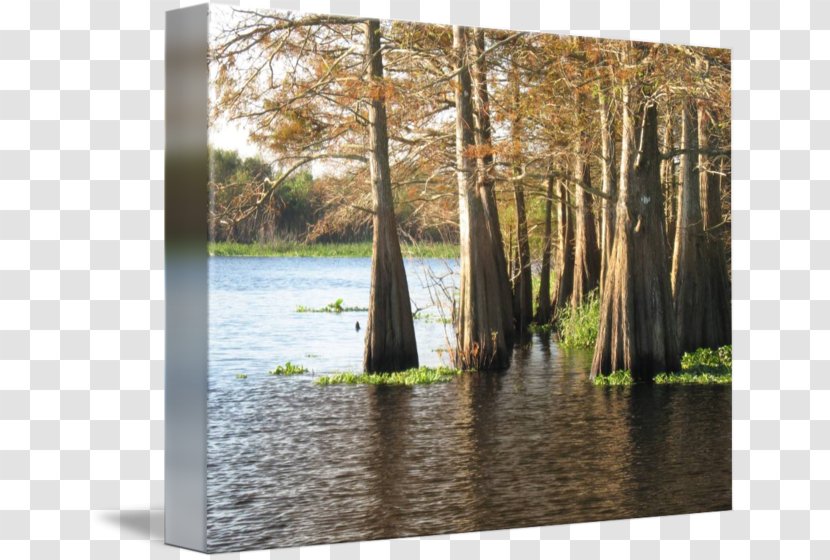 Bayou Swamp St. Johns River Gallery Wrap Wood - Trunk Transparent PNG