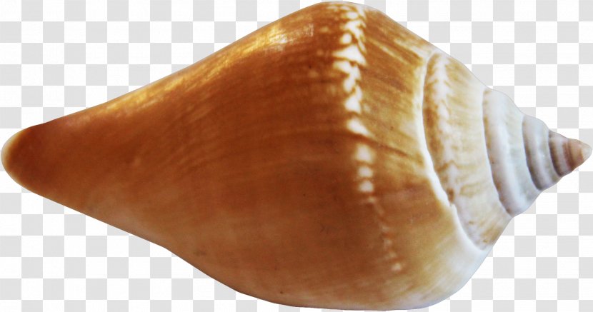 Seashell Clip Art - Conch Transparent PNG