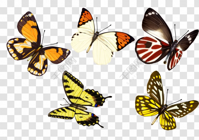 Butterfly Vector Graphics Image Insect - Monarch - Archeological Excavation Transparent PNG