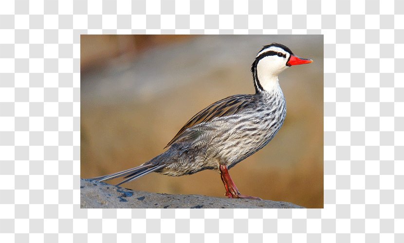 Torrent Duck Bird Goose Mergini - Waterfowl Transparent PNG