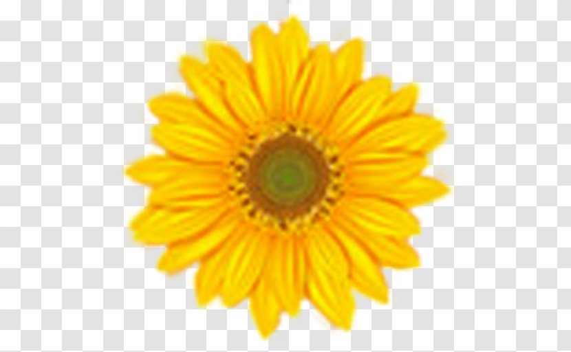Common Sunflower Clip Art - Pollen - Sun Flower Transparent PNG