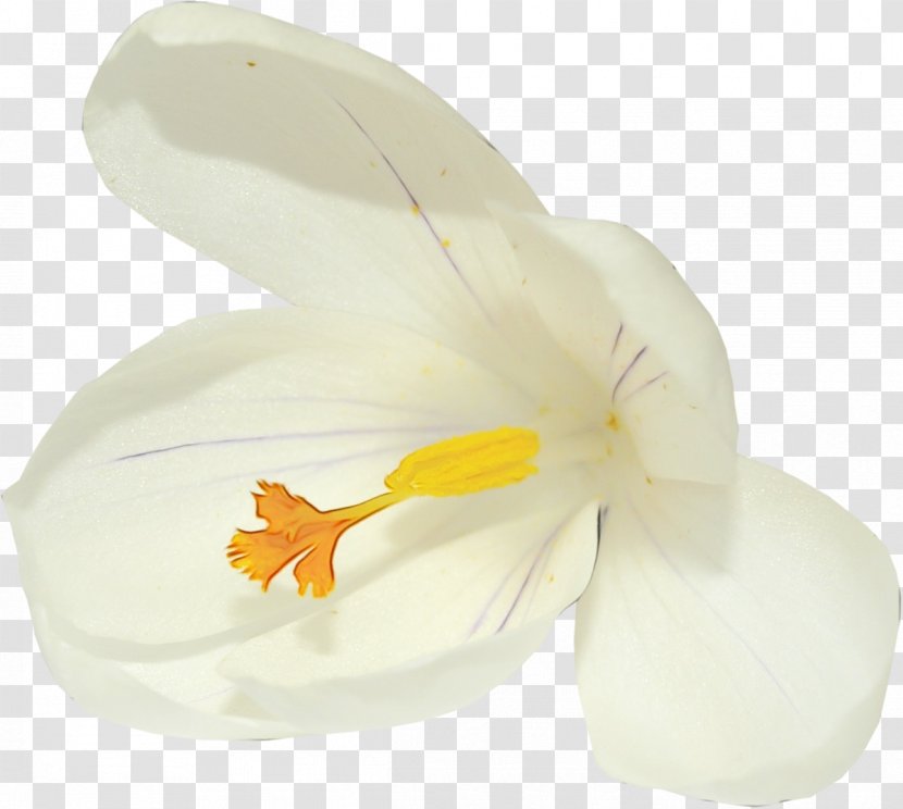 White Petal Flower Yellow Plant - Wet Ink - Iris Moth Orchid Transparent PNG