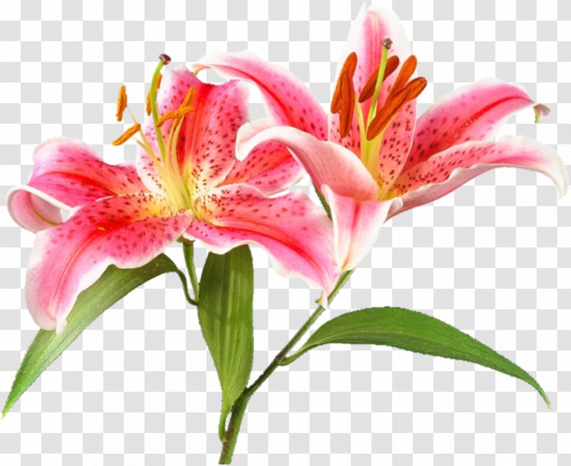 Flower Garden Roses Clip Art - Cut Flowers - Lily Transparent PNG