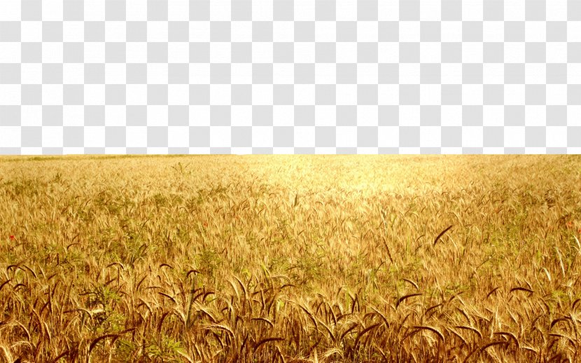 Paddy Field Agriculture Harvest Oryza Sativa - Golden Rice Fields Transparent PNG