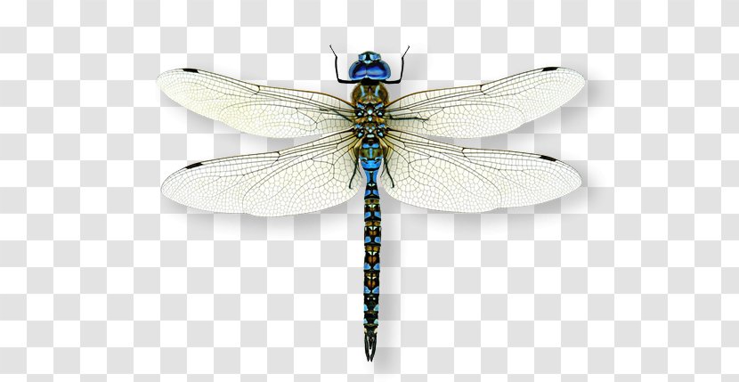 Insect A Dragonfly? Dazzle Of Dragonflies Emperor - Information Transparent PNG
