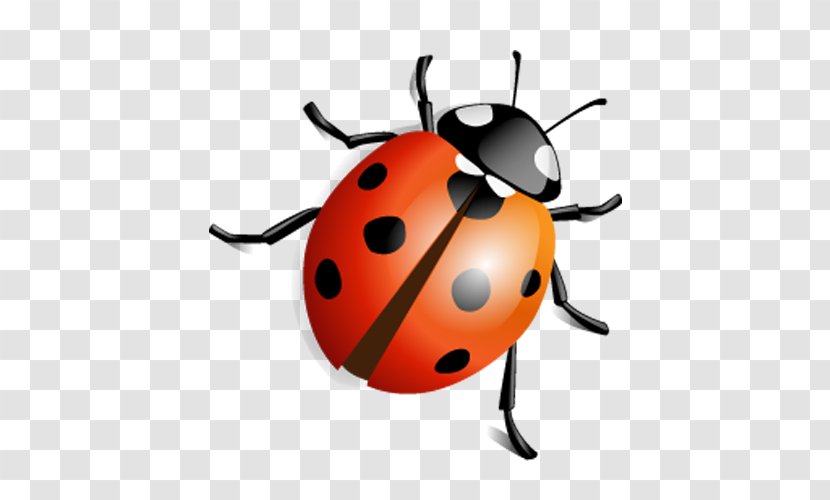 Insect Icon - Ico - Ladybug Transparent PNG