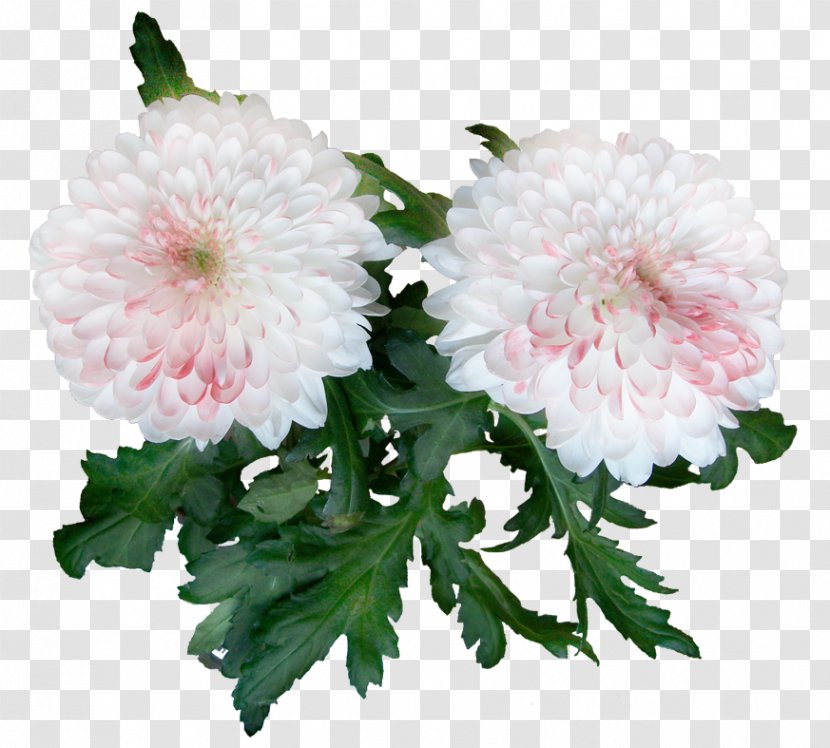 Chrysanthemum Woman Love Cut Flowers Joy - Man Transparent PNG