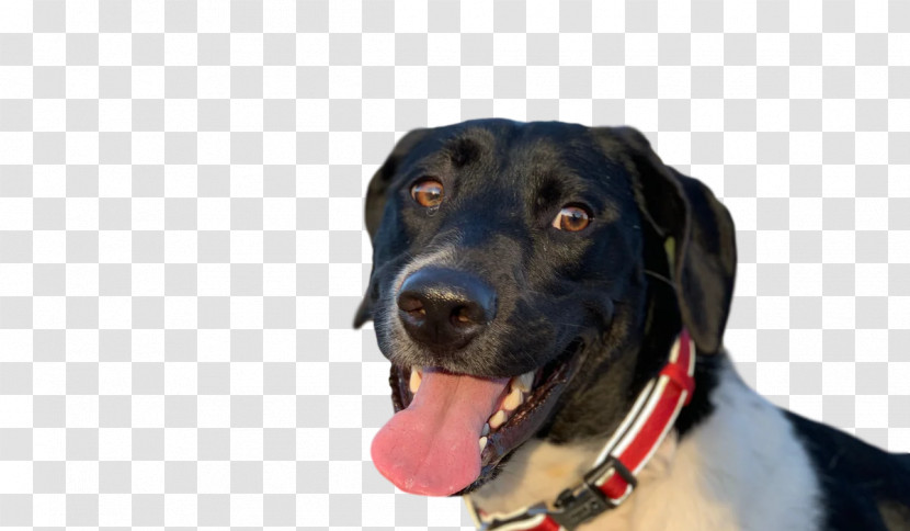 Labrador Retriever Snout Dog Collar Retriever Transparent PNG