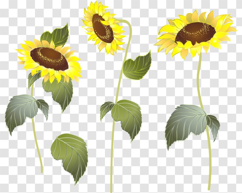 Sunflower M Plant Stem Petal Transparent PNG