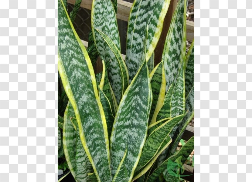 Viper's Bowstring Hemp Houseplant Care Medicinal Plants - Leaf Vegetable - Sao Jorg Transparent PNG