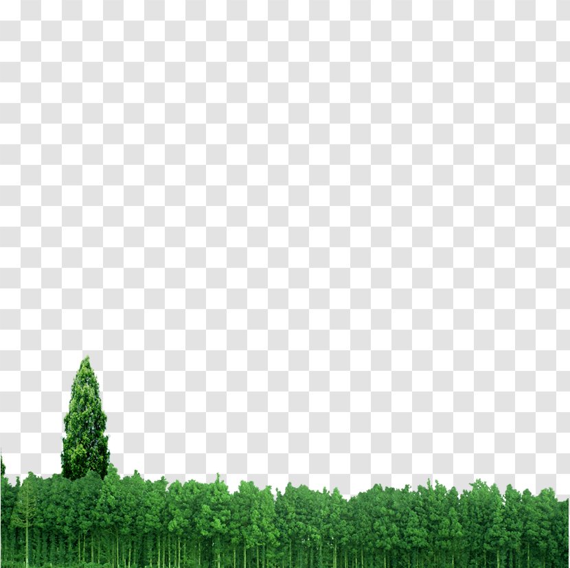 Forest Euclidean Vector Transparent PNG