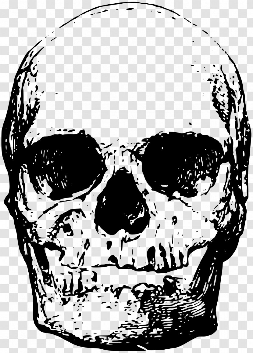 Skeleton - Drawing - Illustration Skull Transparent PNG