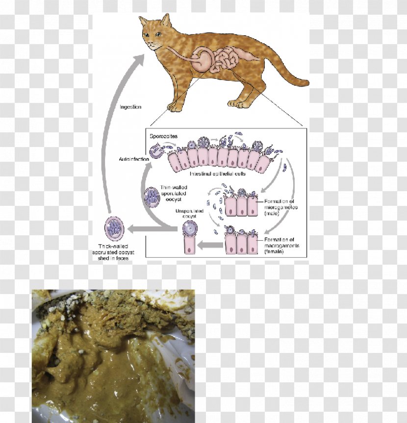 Cat Dog Cryptosporidiosis Oocysta Cryptosporidium Parvum - Toxoplasmosis Transparent PNG