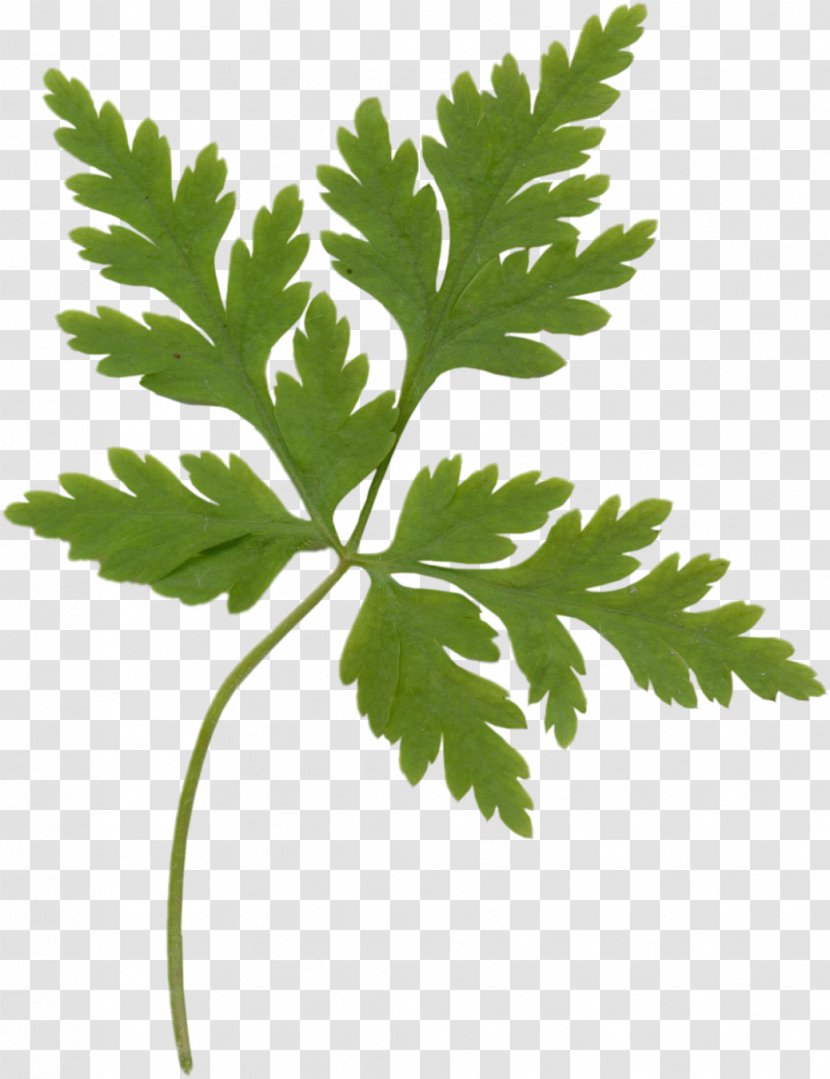 Leaf Vegetable Parsley Herb Coriander - Herbs Transparent PNG