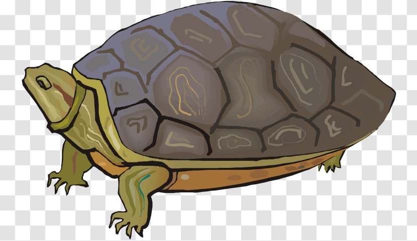 Terrapene Tortoise Sea Turtle Clip Art - Reptile Transparent PNG