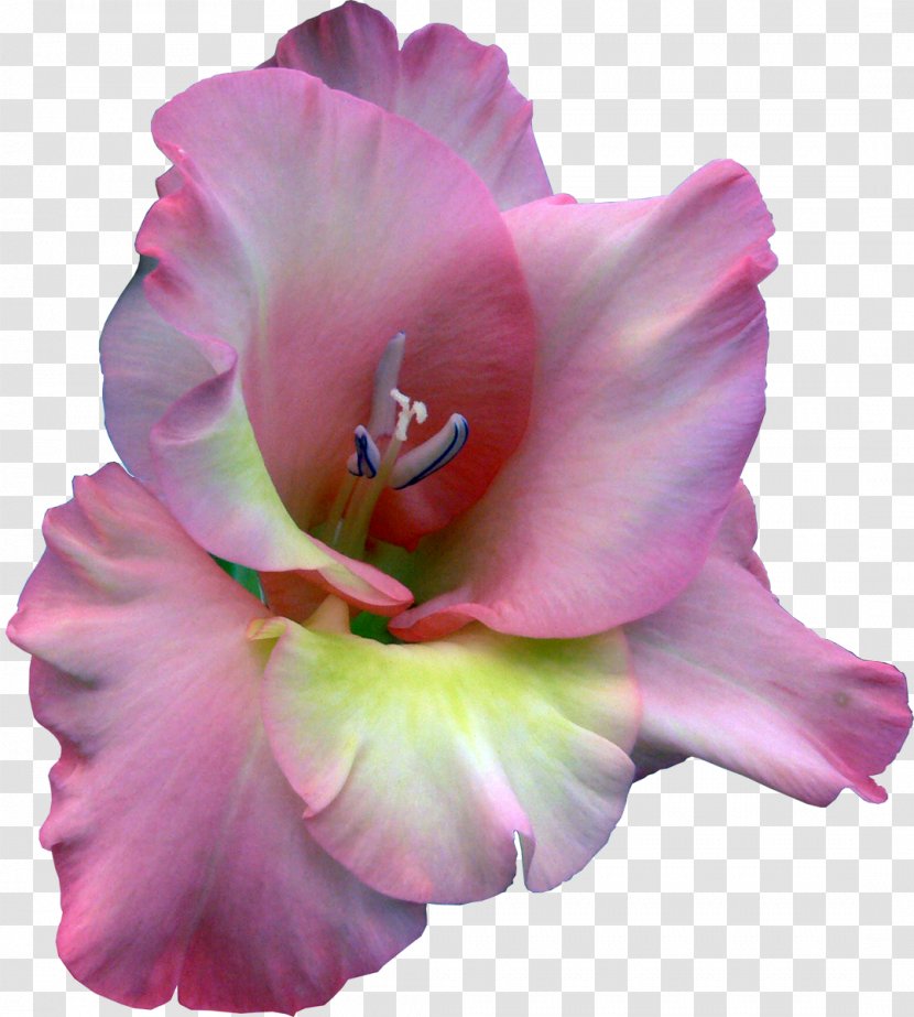 Gladiolus Cut Flowers Legend Clip Art - Petal Transparent PNG
