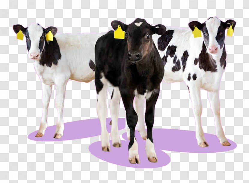 Dairy Cattle Products Calf - Cow - Xn Transparent PNG