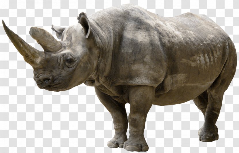 White Rhinoceros Clip Art - Rhino Transparent PNG