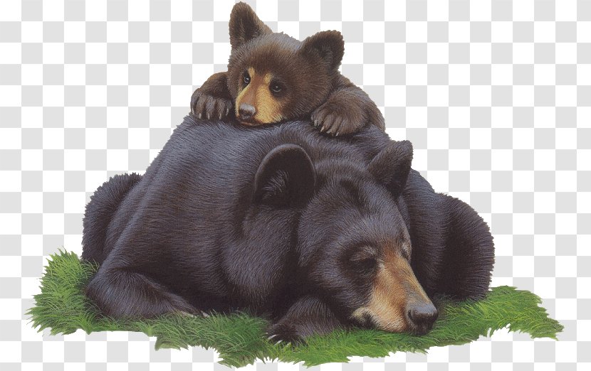 Bear Desktop Wallpaper La Quête Des Ours - Terrestrial Animal Transparent PNG