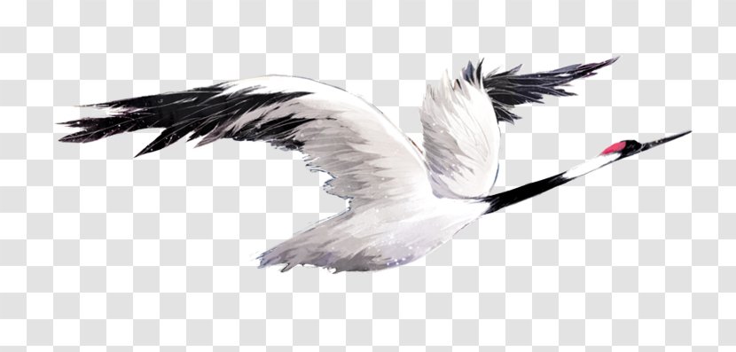 Red-crowned Crane Image Design - Bird Of Prey - Spotting Transparent PNG