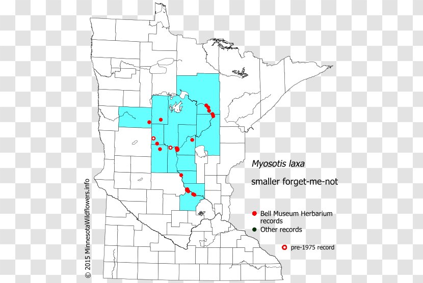 Minnesota Carex Hallii Sedges Flora Hall Brewing Diagram - Map - Sedge Family Transparent PNG