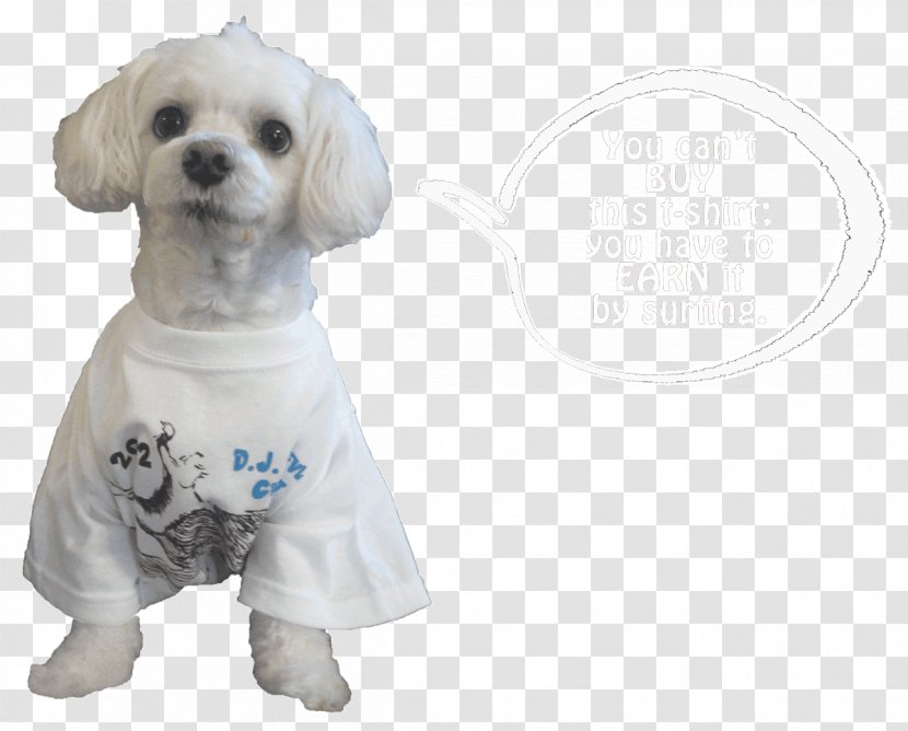 Dog Breed Maltese Puppy Love Companion - Clothing Transparent PNG