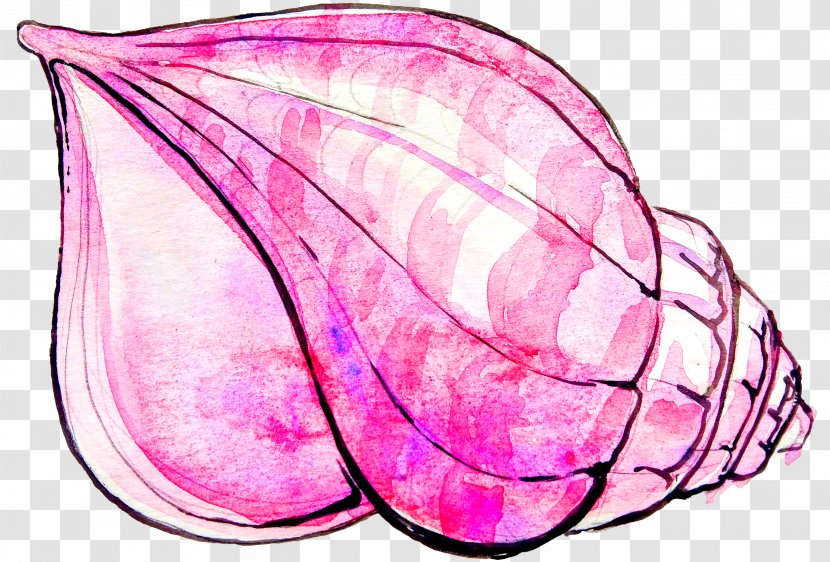Drawing - Orange - Pink Conch Shell Transparent PNG