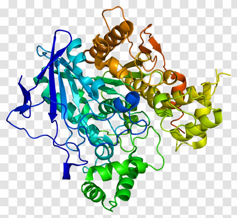 Butyrylcholinesterase Biochemistry Protein Enzyme - Heart - Ester Transparent PNG