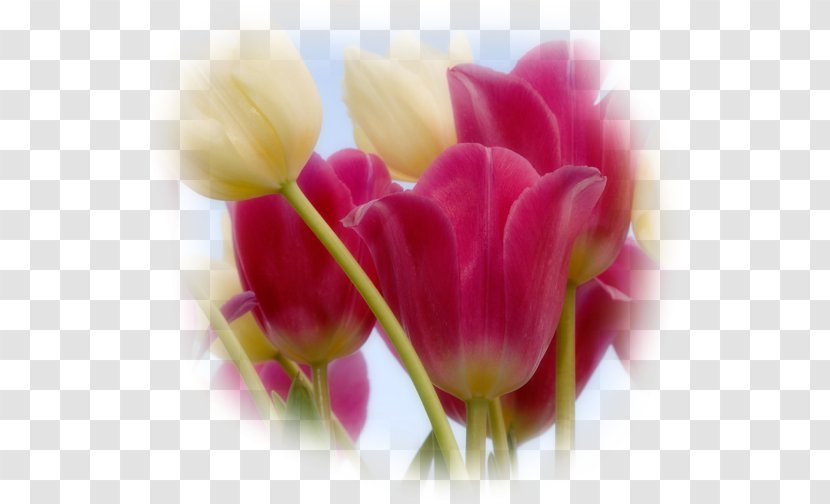 Flower Bouquet Tulipa Linifolia Gesneriana Desktop Wallpaper - Close Up Transparent PNG