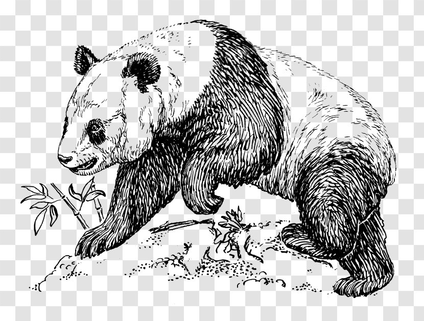 Giant Panda Bear Drawing Art Clip - Wildlife Transparent PNG