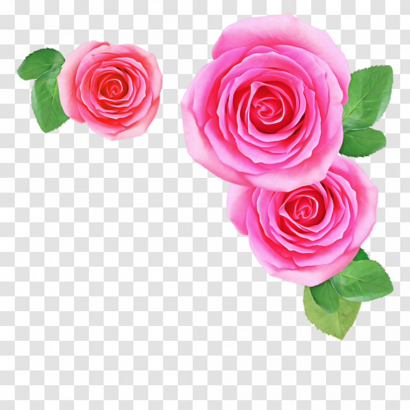 Garden Roses Transparent PNG