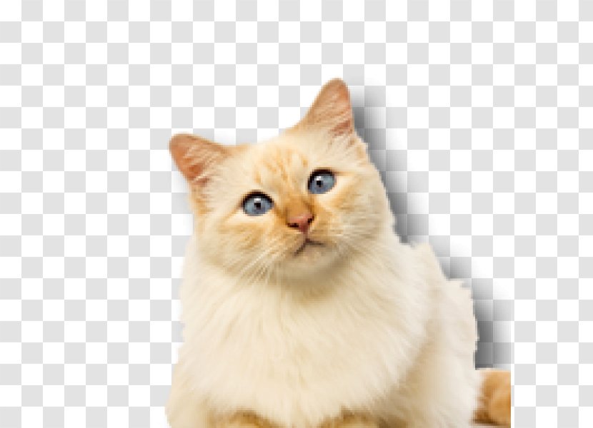 British Semi-longhair Whiskers Birman Kitten Domestic Short-haired Cat - United Kingdom Transparent PNG