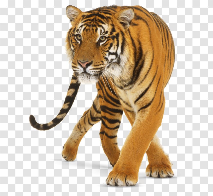 Tiger Cat - Wildlife Transparent PNG