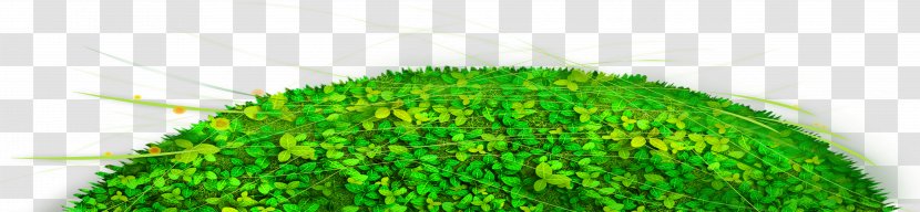 Close-up - Grass - Green Lawn Transparent PNG