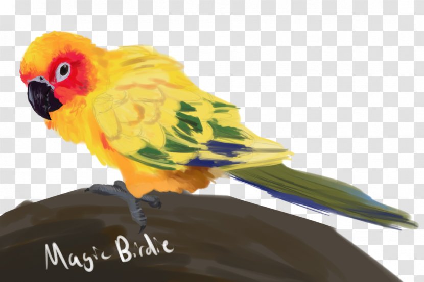 Lovebird Parrot Loriini Conure - Beak Transparent PNG