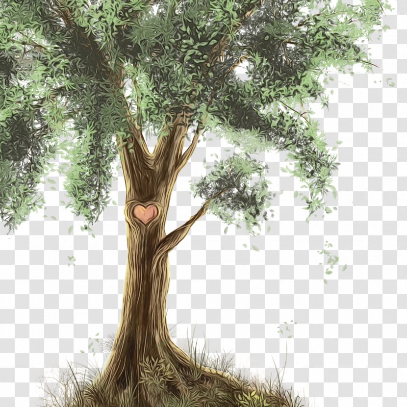 Tree Root - Plant Stem Transparent PNG