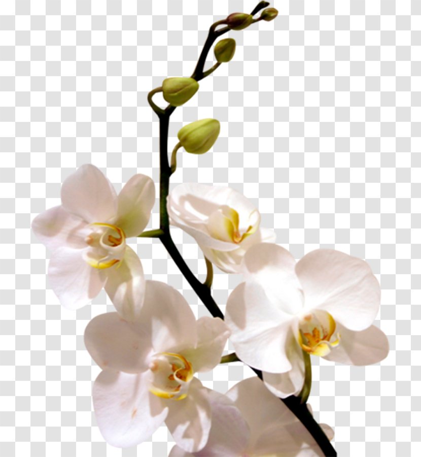 Display Resolution WhatsApp Wallpaper - Orchid - White Flowers Transparent PNG