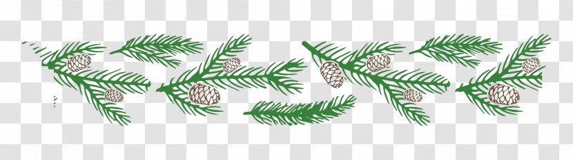 Family Tree Background - Vascular Plant - Fir Pine Transparent PNG