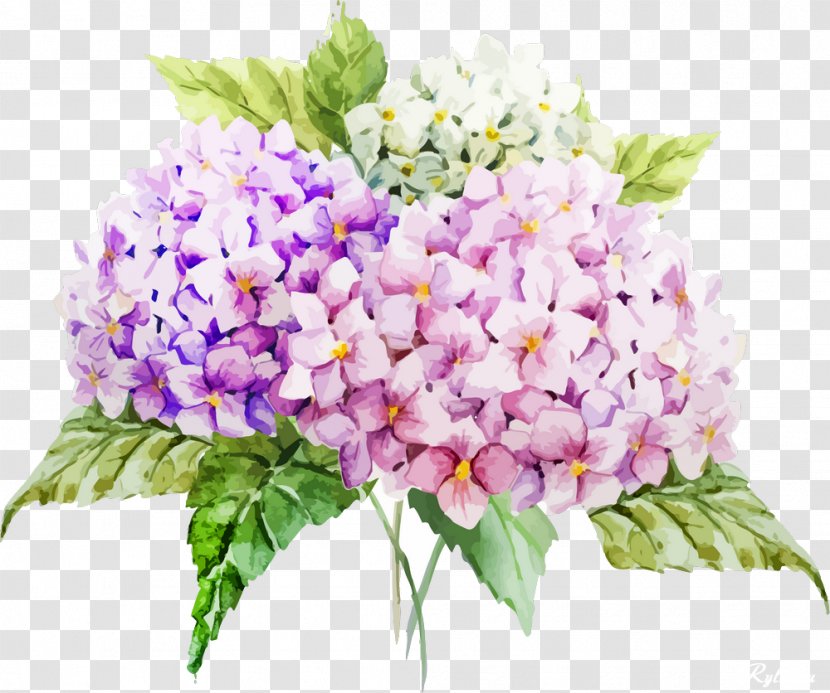 French Hydrangea Drawing Flower Watercolor Painting - Royaltyfree - Watercolour Transparent PNG