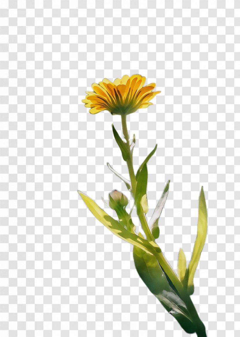 Flowers Background - Gazania - Perennial Plant Daisy Family Transparent PNG