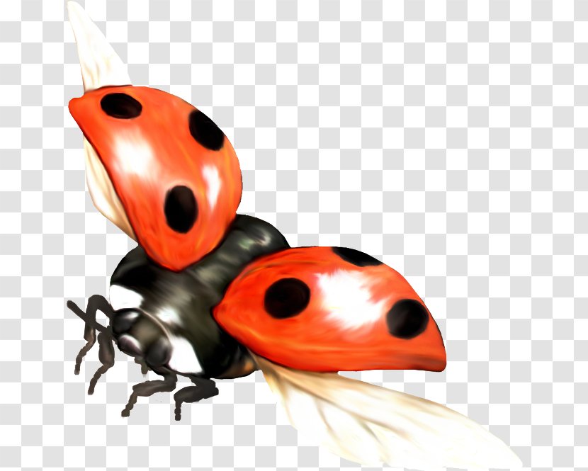 Ladybird Beetle La Mariquita - Image File Formats Transparent PNG