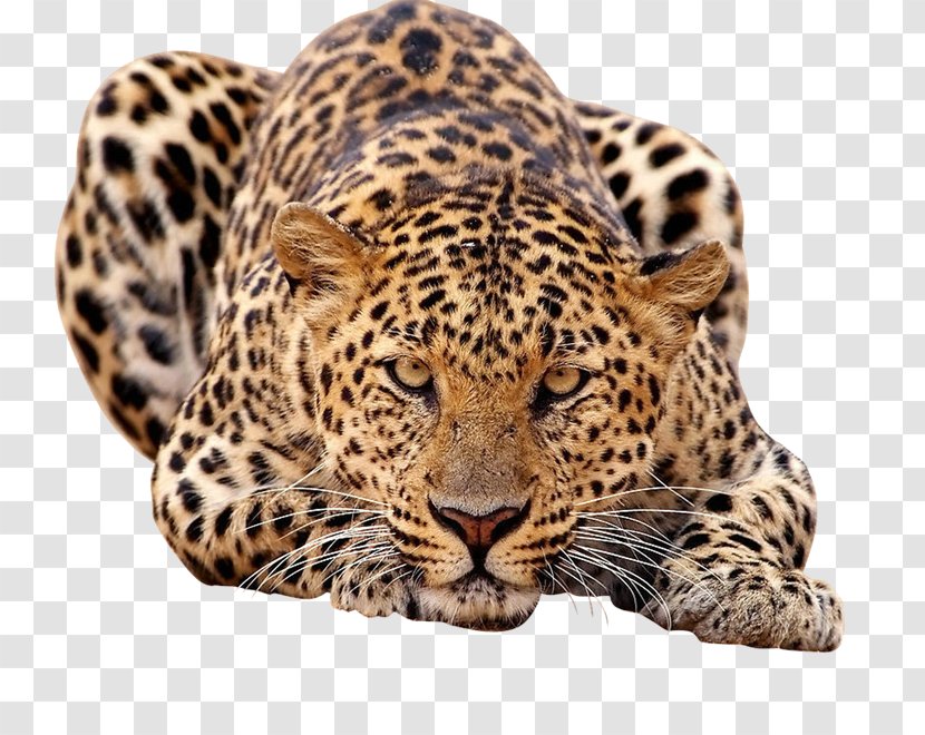 Amur Leopard African Felidae Javan Tiger - Big Cats - Tummy Transparent PNG