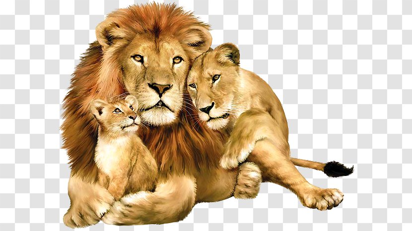 Lion Felidae Wallpaper - Big Cat - A Transparent PNG