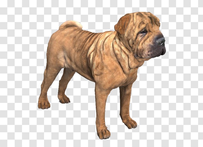 Dog Shar Pei Ancient Breeds Molosser Korean Mastiff Transparent PNG