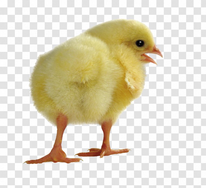 Yellow-hair Chicken Computer File - Infant - Chick Transparent PNG