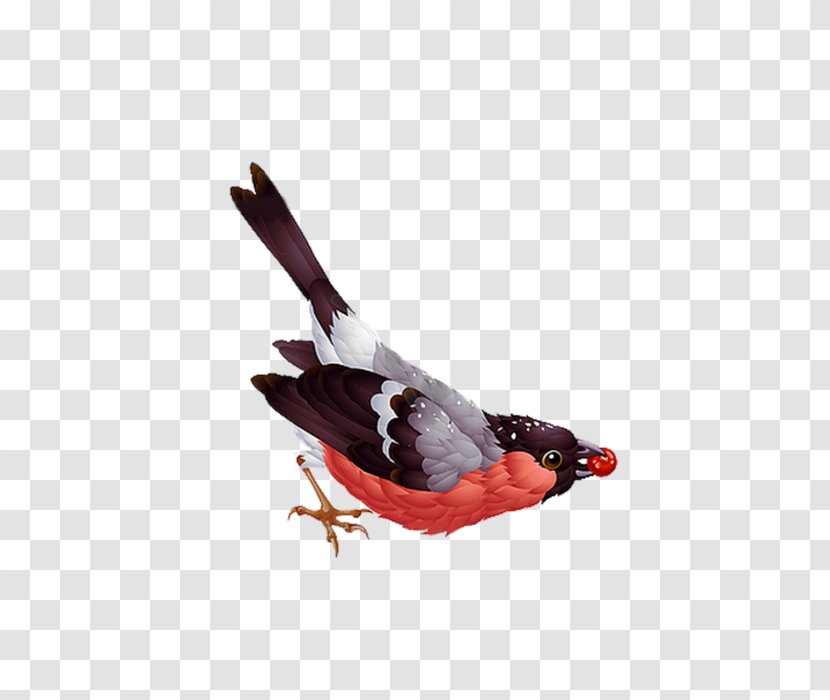 Bird Clip Art Vector Graphics Illustration Image - Feather Transparent PNG